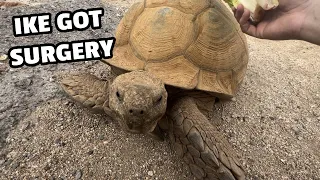 My Oldest Tortoise Got Surgery (Ike)