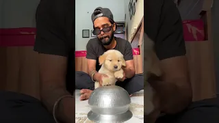 Cute puppy playing drum 🥁 #shorts #youtubeshorts