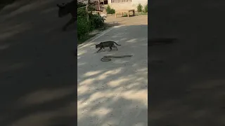 #snake #cat  #reflexes  #village #wild #counterattack