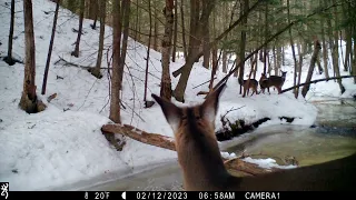 February 2023 trail cam highlights, part 2.