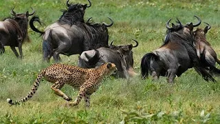 Power Of Mother Animals! Wildebeest Protect Newborn