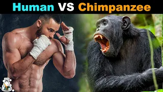 How Strong is a Chimpanzee Compared to a Human?