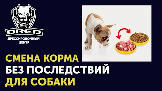 Как безболезненно переводить собаку с одного корма на другой | Смена корма у собаки