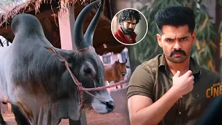 Ram Pothineni And Aadhi Pinisetty Telugu Movie Ultimate Interesting Bull Fight Scene || Bhale Cinema