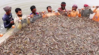 Harvesting Techniques In Traditional Shrimp Culture || Vannamei Shrimp culture In India || Clips On