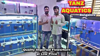 Tanz AQUATICS Bangalore , Imported Quality Flowerhorn seller in Bangalore