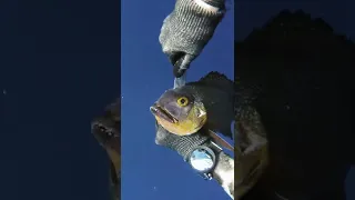 Greatest Day Of My Life Spearfishing (happy ending)