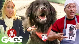 Best of Dog Pranks Vol. 3 | Just For Laughs Compilation