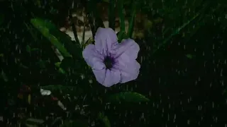 FASTEST Sleep soundly with the sound of rain falling on pretty flowers - Rain sounds for sleeping