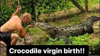Croc virgin birth??