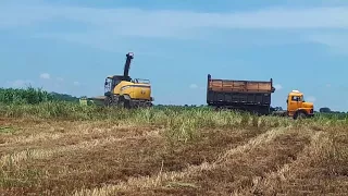 Fazenda Sonho Real 2018 - Silagem de capim Mombaça 1