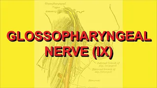 Glossopharyngeal Nerve (IX N) Mini Lecture