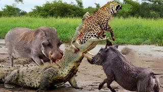 Wild Boar Kicks Crocodile In The Head To Rescue Leopard Escape From Crocodile Attack