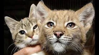 Необычная дружба кошки Дуси и рыси Линды