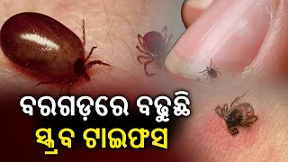 5 test positive for Scrub Typhus in Odisha's Bargarh || KalingaTV