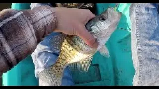 Fired Up Crappie! Pre Spawn Swimbait Bite -Iowa Crappie Fishing