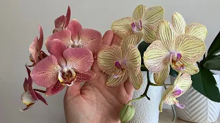 Phalaenopsis Torino/Торино and Leco Fantastic/Леко Фантастик