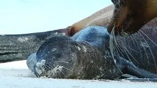 Galapagos Sea Lion gives birth