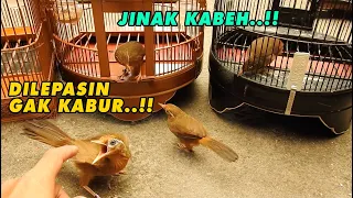 RUMAHNYA PENUH HWAMEI HASIL TERNAK SENDIRI..JINAK-JINAK SEMUA..!! DILEPASIN GAK ADA YANG KABUR