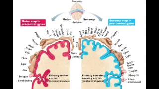 Chapter 12.2.1 Cerebral Cortex BIO201