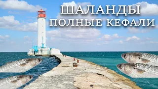 Одесские песни "Шаланды полные кефали" (Коммуна Люкс)