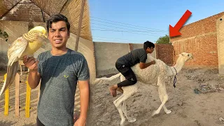Pahli Dafa Camel Pa Ride Ki 😍 Pheasant Tamed Nikla ❤️