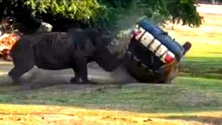 Носороги ЖЁСТКО нападают на АВТОМОБИЛИ