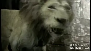 Animal Face-Off: Lion vs Tiger (but with jokes)