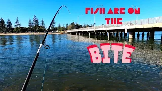 Early Morning Fish at Tallebudgera