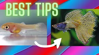 How to Dramatically Increase Growth Rate of Guppy Fry ?