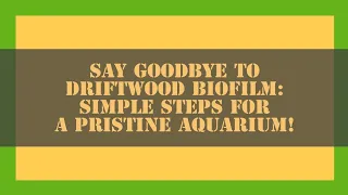 Say Goodbye to Driftwood Biofilm Simple Steps for a Pristine Aquarium #driftwood #blackwater #viral