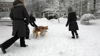 Когда собаки дерутся, что делать? Выпуск 1.