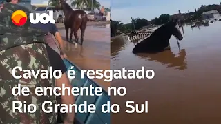 Enchentes no RS: Cavalo é resgatado por voluntários em meio às águas em São Leopoldo; veja vídeo