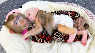 So Cute! Monkey Kaka lulls baby monkey to sleep like a lovely mom