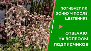 Эониум цветет, погибает ли эониум после цветения. Отвечаю на вопрос подписчицы