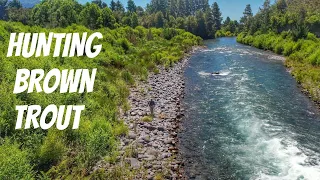 FLY FISHING in Crystal CLEAR River [New Zealand]