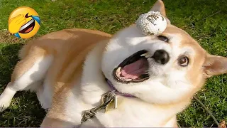 You Laugh You Lose 😁 Funniest Animals 2024 😺🐶 New Funny Cats and Dogs Videos 😹🐶 P31