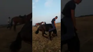 Злой конь
