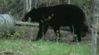 Manitoba Black Bear.mpg