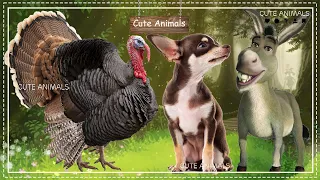 Cute Little Farm Animal Sounds - Ostrich, Dog, Donkey - Music For Relax