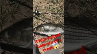 monster striped bass out of a creek #shorts