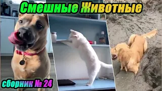 Забавные Коты и Смешные Собаки 😂 . Приколы с животными. Видео сборник за декабрь 2020