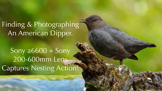 Finding and Photographing An American Dipper | Sony a6600 and Sony 200-600mm Lens | Nesting Dippers!