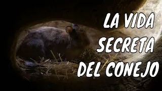 ¿Has visto una MADRIGUERA de CONEJO? 🐰 [SELECCIÓN Conociendo su entorno]