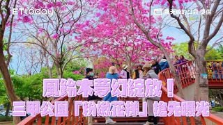 風鈴木夢幻綻放！三甲公園「粉嫩花梯」搶先曝光　錯過要等明年｜ETtoday旅遊雲