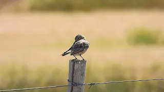 Caminera Común ( Geositta cunicularia )