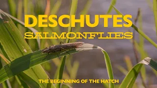 DESCHUTES SALMONFLIES | Fly Fishing On The Deschutes River At The Beginning Of The Famous Hatch