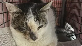 Homeless one eyed cat named Benny needs a family