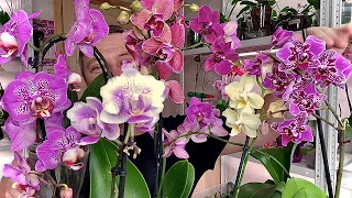 ОРХИДЕИ новые 🌸 ОБЗОР - БАБОЧКИ 🌸 ПЕЛОРИКИ 🌸