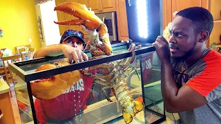 BUYING LIVE PET 15lb LOBSTER ONLINE! *MASSIVE*